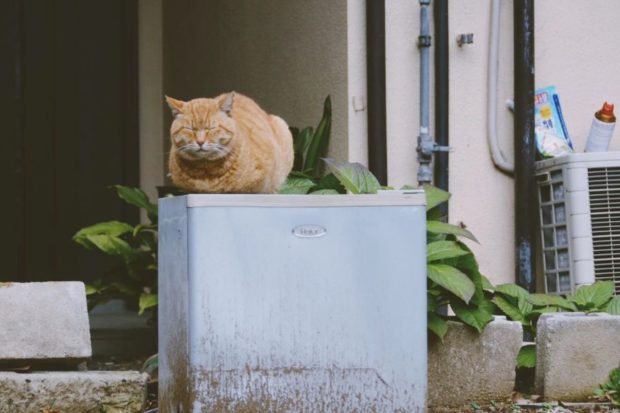 猫奴天堂 谷中银座商店街 有点日本东京