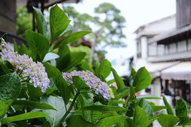 东京摄影日记 初夏时节的江之岛紫阳花之旅 有点日本东京