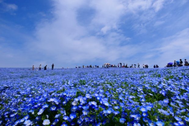 春末夏初東京出游必看的四处赏花绝景 有点日本东京