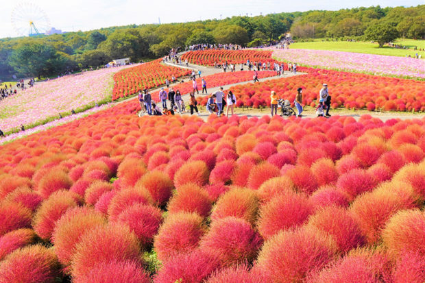 初秋想要探访的四个关东绝景 有点日本东京